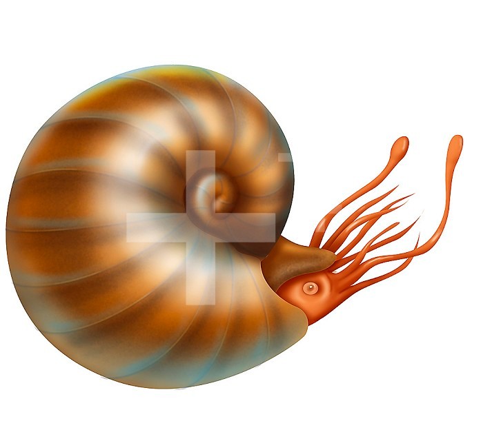 Illustration of a shell ammonite. They were characterised by a univalve shell that is more or less tightly rolled, in which only the last chamber was occupied by the animal, the others were used to control floating. They ranged from a few millimeters in s