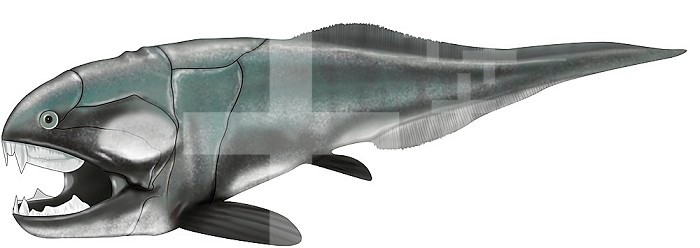 Illustration of a placoderm, which was among the first vertebrates to have a jaw. They appeared at the beginning of the Silurian and completed disappeared by the end of the Devonian during the mass extinction of species. Some of them, from the order of th