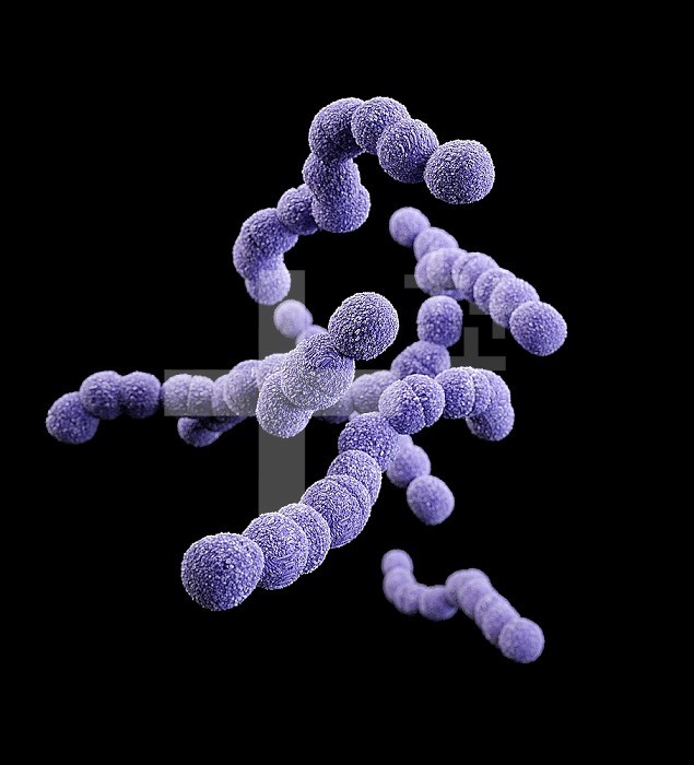 Streptococcus b