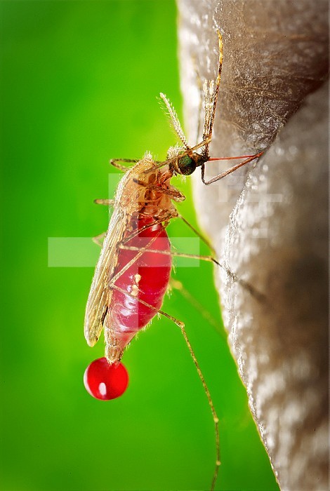 This image depicts a lateral view of a feeding female Anopheles gambiae mosquito. This specimen had landed a human skin surface, and was in the process of obtaining its blood meal through its sharp, needle-like proboscis, which it had inserted into its human host. Note the red color of the proboscis, as it was filled with blood, as well as the bright red abdomen that had become enlarged due to its blood meal contents. You can also see a droplet of blood that was being expelled from the distal tip of its abdomen. A. gambiae is a known vector for the parasitic disease malaria.