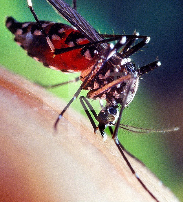 A blood-engorged female Aedes albopictus mosquito feeding on a human host. Under experimental conditions the Aedes albopictus mosquito, also known as the Asian Tiger Mosquito, has been found to be a vector of West Nile virus. Aedes is a genus of the Culicine family of mosquitoes.