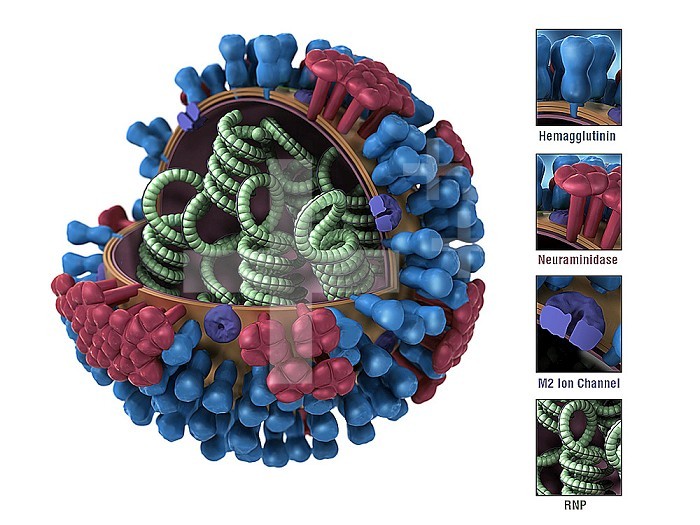 On a white background, this illustration provides a 3D graphical representation of a generic influenza virions ultrastructure, and is not specific to a seasonal, avian or 2009 H1N1 virus. A portion of the virions outer protein coat has been cut away, which reveals the virus contents, and a key has been included, which identifies these components.
