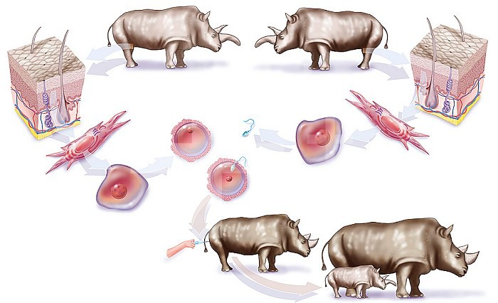 Illustration of the use of stem cell in the reproduction of a species. The egg and sperm of a rhinoceros with a wavy horn (Ceratotherium simum cottoni) are created from stem cells from fibroblasts taken from the dermis. After fertilisation of both sexual 