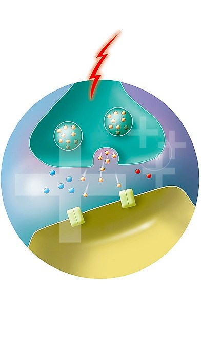Illustration of the transmission of a nervous impulse from neuron A to neuron B. The electrical signal arrives at the synapse, triggering the opening of vesicles containing neurotransmitters (yellow) released into the intersynaptic space.