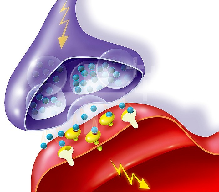 Illustration of the transmission of a nervous impulse from a neuron (purple) to a 2nd neuron (red). The electrical impulse is transformed into a chemical one, vesicles release glutamate (blue) that fix onto receptors (yellow) that open sodium channels all