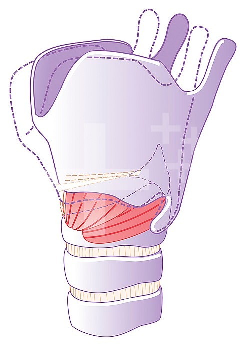 Illustration of rocking the thyroid cartilage on the cricoid cartilage when using a high pitched voice. The thyroid cartilage is in a normal position for a chest voice, or conversation. Shown in dotted lines, the rocked position of the thyroid cartilage w