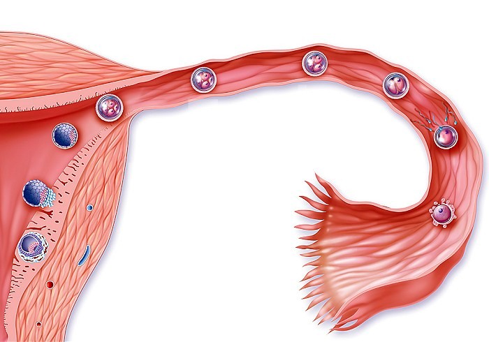 Illustration of fertilisation, the journey of the embryo in the fallopian tube and its transformation, until its implantation in the uterine lining.