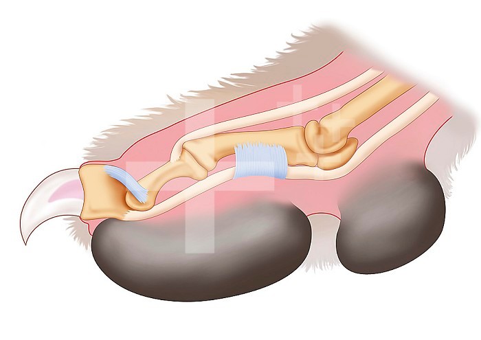 Illustration of an extended feline claw. See illustration 014337_007 to compare with a retracted claw.