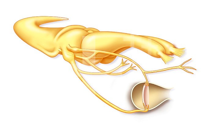 Illustration of a snake´s brain. The olfactory bulbs are visible, as well as a pit organ below, the organ which allows the snake to hunt at night by sensing its prey´s body heat.