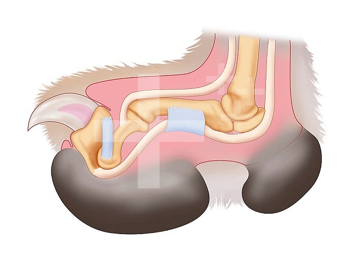 Illustration of a retracted feline claw. See illustration 014337_007 to compare with an extended claw.