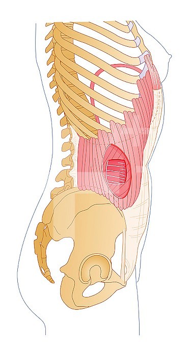 Illustration in the foreground of the oblique rectus muscle, covering the inferior oblique muscle, then the transverse and abdomen in the background.