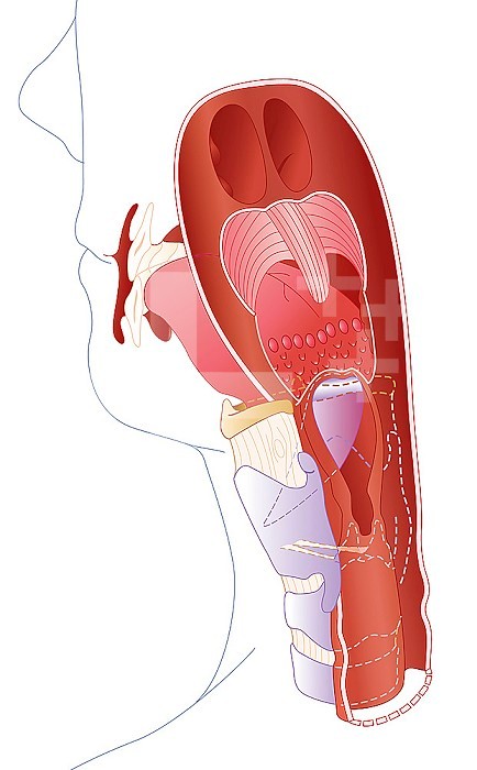 Illustration from the rear of the pharynx. The epiglottis is visible in purple, and is not covered by the membrane in this illustration.