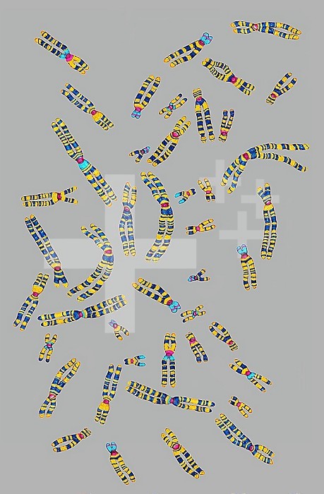 Human chromosomes. Illustration from transmission microscopy.