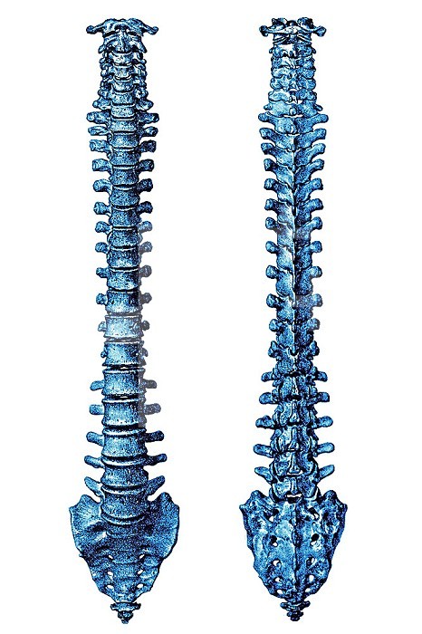 Frontal and rear view illustration of the spinal column.