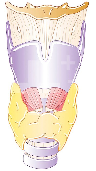 Front view illustration of the larynx with, from top to bottom: -the hyoid bone -thyrohyoid membrane -thyroid cartilage -cricothyroid muscles -cricoid cartilage hidden here by the thyroid gland -superior tracheal cartilage