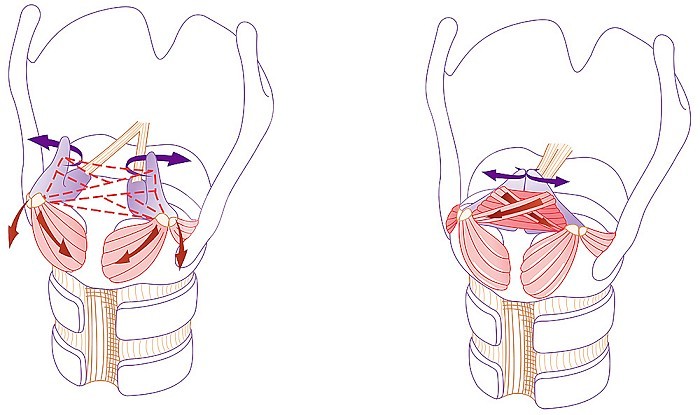 A rear ? view illustration of the opening and closing of the glottis. On the left, the vocal chords are open due to the posterior cricoarytenoid muscles and the lateral cricoarytenoid muscles. On the right, the vocal chords are closed due to the transvers