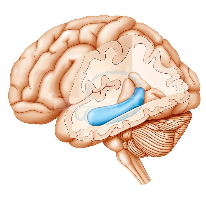 Cross-section illustration of the brain highlighting the hippocampus (blue) and in front of the hippocampus, the amygdala.