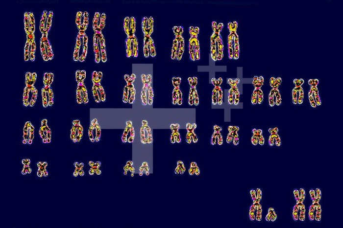 Human karotype (23 pairs of chromosomes). Bottom right, the pair of sex chromosomes (XY or XX) determines the sex.