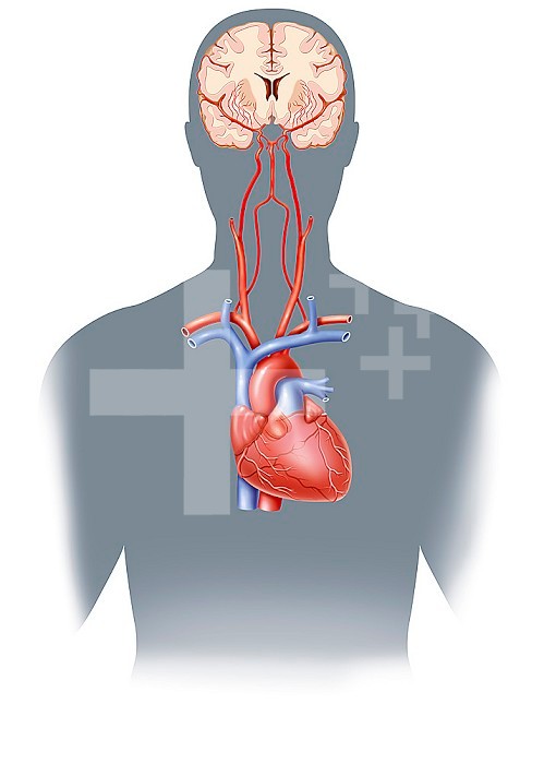 Illustration of cerebral vascularisation highlighting the circle of Willis, the arterial circle which irrigates the brain. This arterial vascularisation is made up of internal carotid arteries and the basilar artery. The internal carotid arteries lead to 