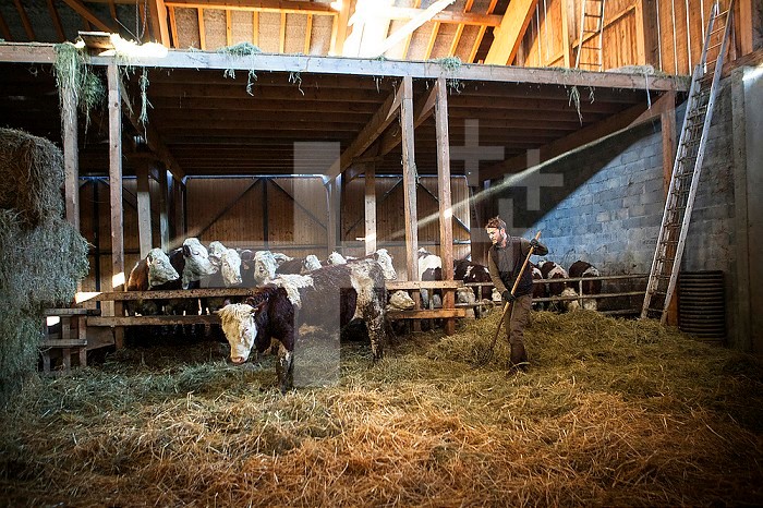 Reportage on organic producers working using a community-shared agriculture model in Haute-Savoie, France. Jean-Philippe has been an organic cattle and pig breeder since 2006. This is the first year he has worked using a community-shared agriculture model. He sells his meat and some of the milk he produces through this system. He sells the rest through a cheese-producing cooperative in Haute-Savoie, France.