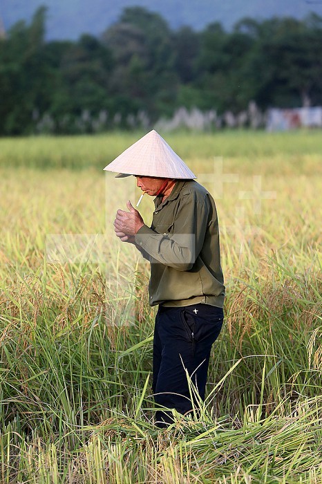 Agriculture. Rice field. Farmer smoking a cigarette.