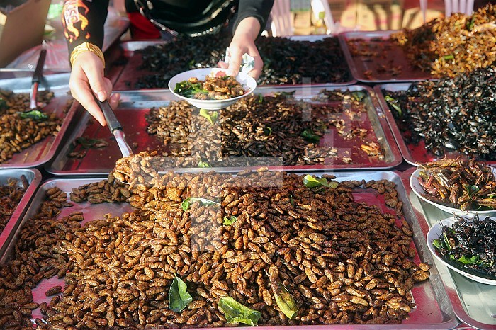 Food market. Display of fried insects.