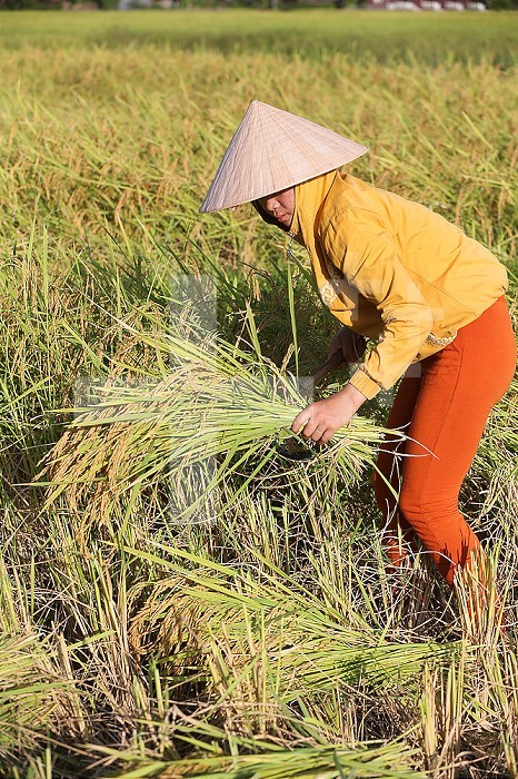 Agriculture. Rice field. Lao farmer harvesting rice.