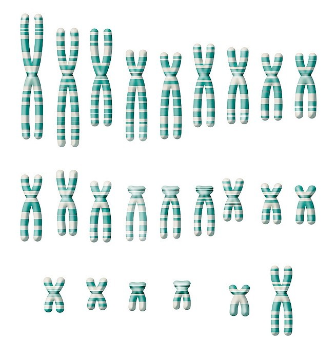 Illustration of a healthy woman?s genetic map. There are 22 pairs of chromosomes and 2 sex chromosomes, an X and Y.