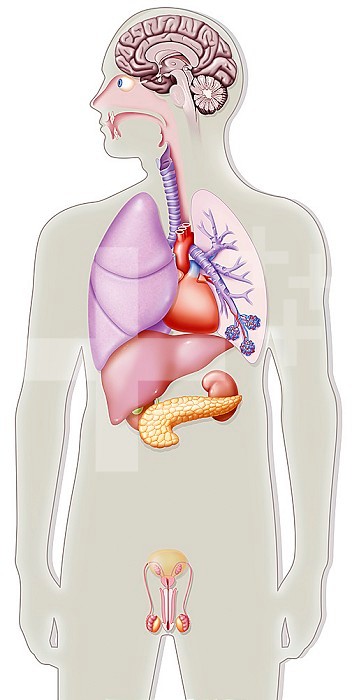 Illustration of the organs that can currently be replaced by artificial organs. From top to bottom: -brain -eye and retina -trachea and bronchial tubes -lungs -heart - liver -kidneys -pancreas -bladder -penis