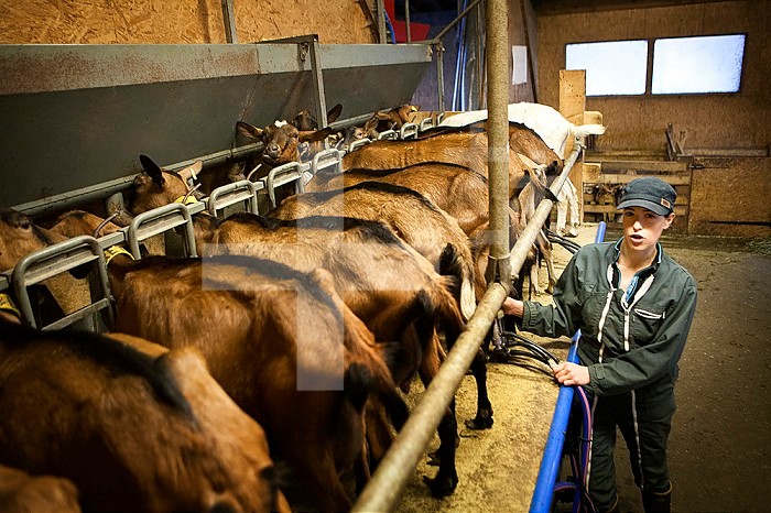 Reportage on a goatherd, Noemie, in Haute-Savoie, France. Noemie took over her family farm and has a herd of 75 Alpine dairy goats. Milking is twice a day, morning and evening. Between milking, Noemie converts the milk into various dairy products (cheeses, yoghurts, flans) and handles supply to her clients. Noemie would like to change to organic farming, she feeds her goats with organic cereal and fills the required criteria, but the problem with this transition lies in the choice of goats. To have goats that produce enough milk, she uses an inseminator, inseminating all the goats at the same time. For this Noemie gives a hormone to the goats to fix the dates they are on heat, but this rules out her farm from being certified organic.