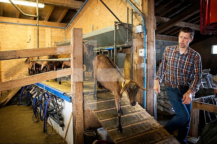 Reportage on a goatherd, Noemie, in Haute-Savoie, France. Noemie took over her family farm and has a herd of 75 Alpine dairy goats. Milking is twice a day, morning and evening. Between milking, Noemie converts the milk into various dairy products (cheeses, yoghurts, flans) and handles supply to her clients. Noemie would like to change to organic farming, she feeds her goats with organic cereal and fills the required criteria, but the problem with this transition lies in the choice of goats. To have goats that produce enough milk, she uses an inseminator, inseminating all the goats at the same time. For this Noemie gives a hormone to the goats to fix the dates they are on heat, but this rules out her farm from being certified organic. Her partner helps out on the farm.