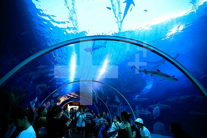 Tourists at S.E.A. Aquarium. Sharks. Sentosa island. Singapore. Singapore.