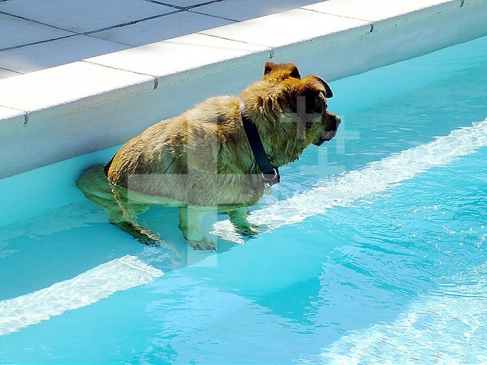 A dog cooling off in a pool.